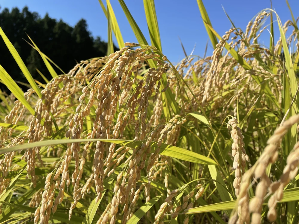 【出来たぜ新米！】特別栽培米ひとめぼれ 精米10kg Ｒ5年度産