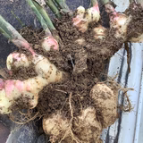 野呂一樹 | KOTO農場