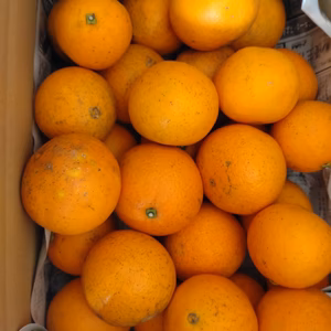 【数量限定】【訳あり】広島県産　ネーブル　5kg(箱込み)