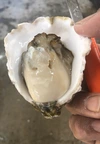濃厚❗️生がオススメ❗️大入島産❗️養殖岩牡蠣