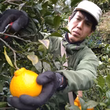 齋藤誠二 | Saito Orange Farm (SOF)