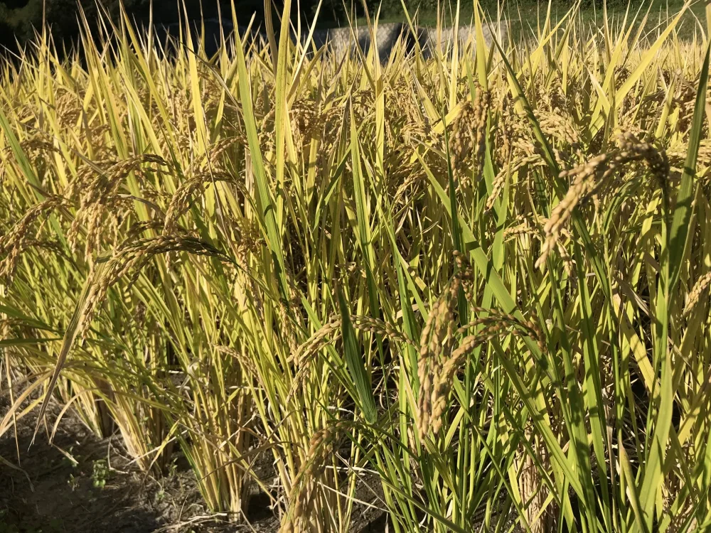 令和4年度産 熊本県南関町産 ヒノヒカリ精米 