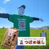 【8年産新米先行予約】おかずのいらないコシヒカリ「つばめ返し」玄米　10月中旬か