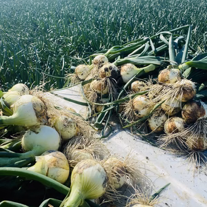 【残りわずか・生でも甘い！】淡路島新玉ねぎ10ｋｇ大小混合サイズ