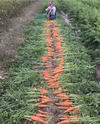 有機JASにんじん（規格外） 約5㎏　※栽培期間中農薬＆除草剤＆化学肥料不使用※