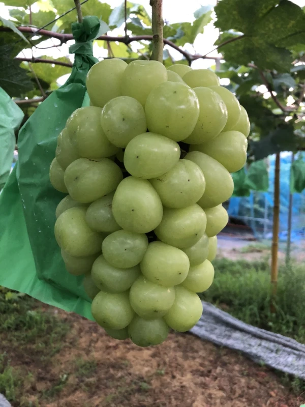 Honoka Grape Farm