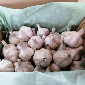 長崎産ニンニク