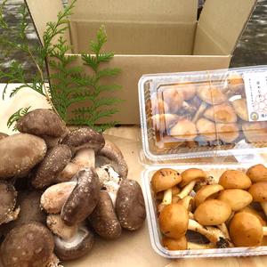 〈期間限定〉原木しいたけと野性味あふれる原木なめこのお試しセット