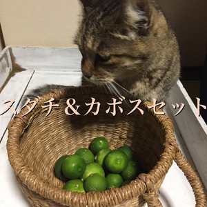 【9月中旬お届け予定】スダチ＆カボスセットお試し【農薬不使用】