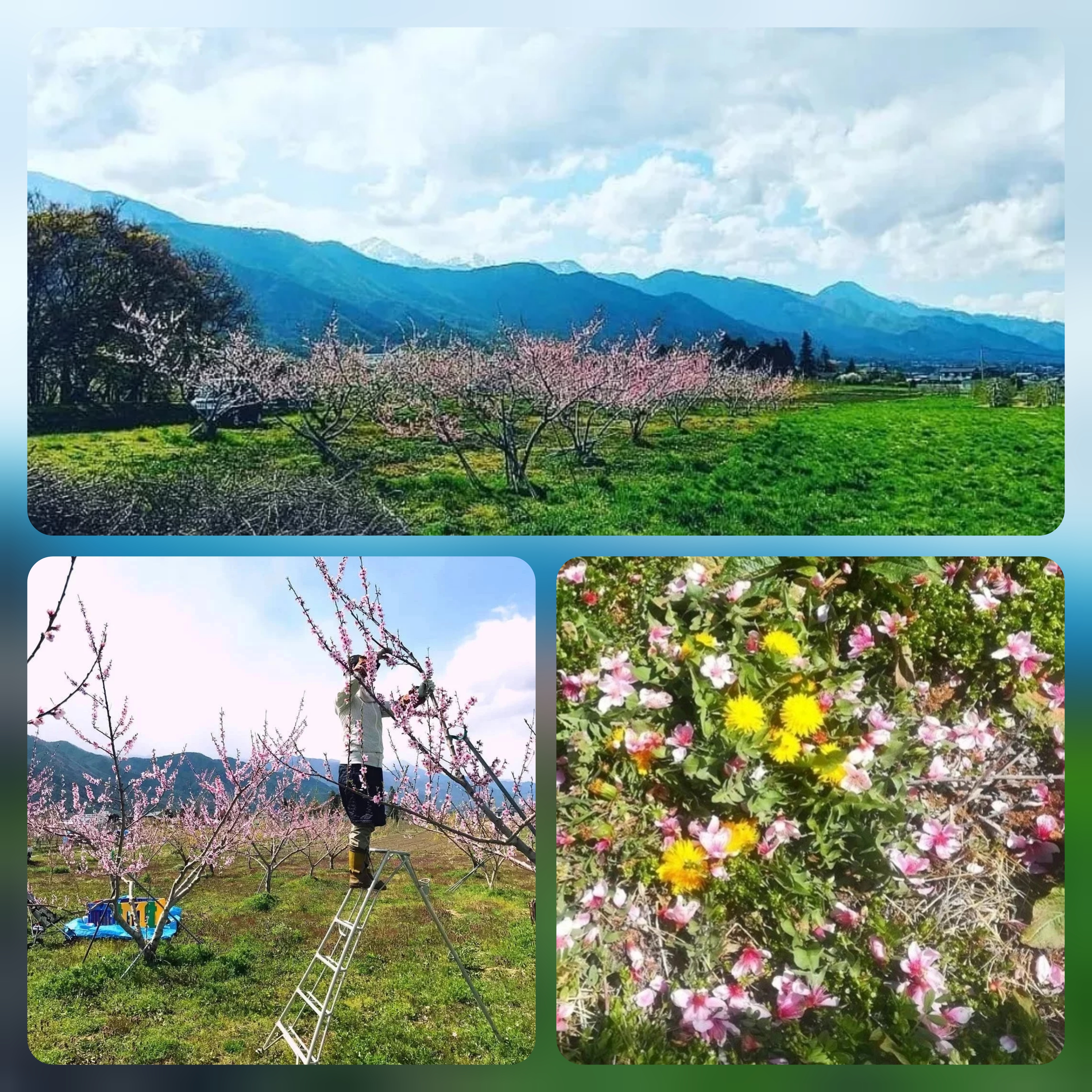 4月26〜5月9日の生産現場から、立夏の45投稿！ | 農家漁師から産地直送