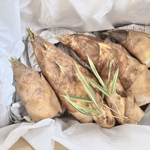 3月中旬発送予定　静岡県森町産　朝堀りたけのこ【かぐや姫】1kg〜５kg