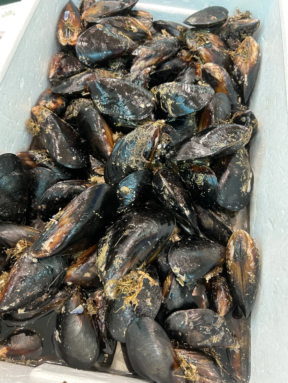 ついに解禁‼️陸奥湾産ムール貝✨特大サイズ✨