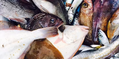 船に上がる「カネにならない命」【 漁師ツアーReport2 】