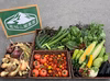 【超多品目栽培】採れたて旬の夏野菜詰合わせ