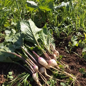 【冷蔵便】瑞々しい　かぶ菜1キロ