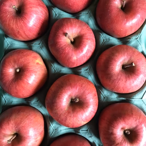 予約開始　減農薬　ギフト用　サンふじりんご　各サイズ有り