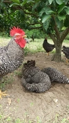 岡崎おうはんの卵【放し飼い】
