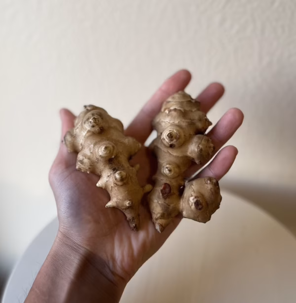 【お試し　菊芋】食用/種用、動物性肥料・農薬不使用、自然栽培