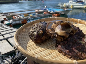 うた丸｜森川 純さん  農家漁師から産地直送の通販 ポケットマルシェ