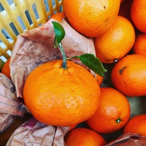 【農薬・化学肥料・除草剤不使用！】愛媛が誇る高級柑橘”ふぞろいの甘平ちゃん”