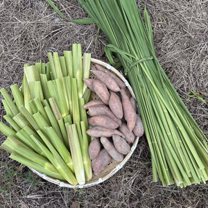 今が旬のセットです・マコモ2kg・安納芋3kg