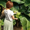 【スーパードワーフキャベンディッシュ苗】屋内で育てることができる小さなバナナ