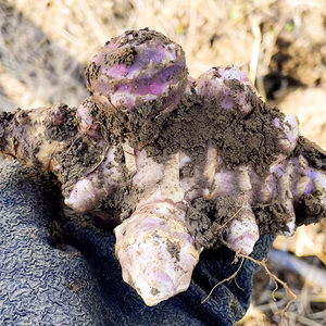 【産直 土付き】菊芋500g～ 自然栽培 紅菊芋 赤菊芋 イヌリン 無農薬 