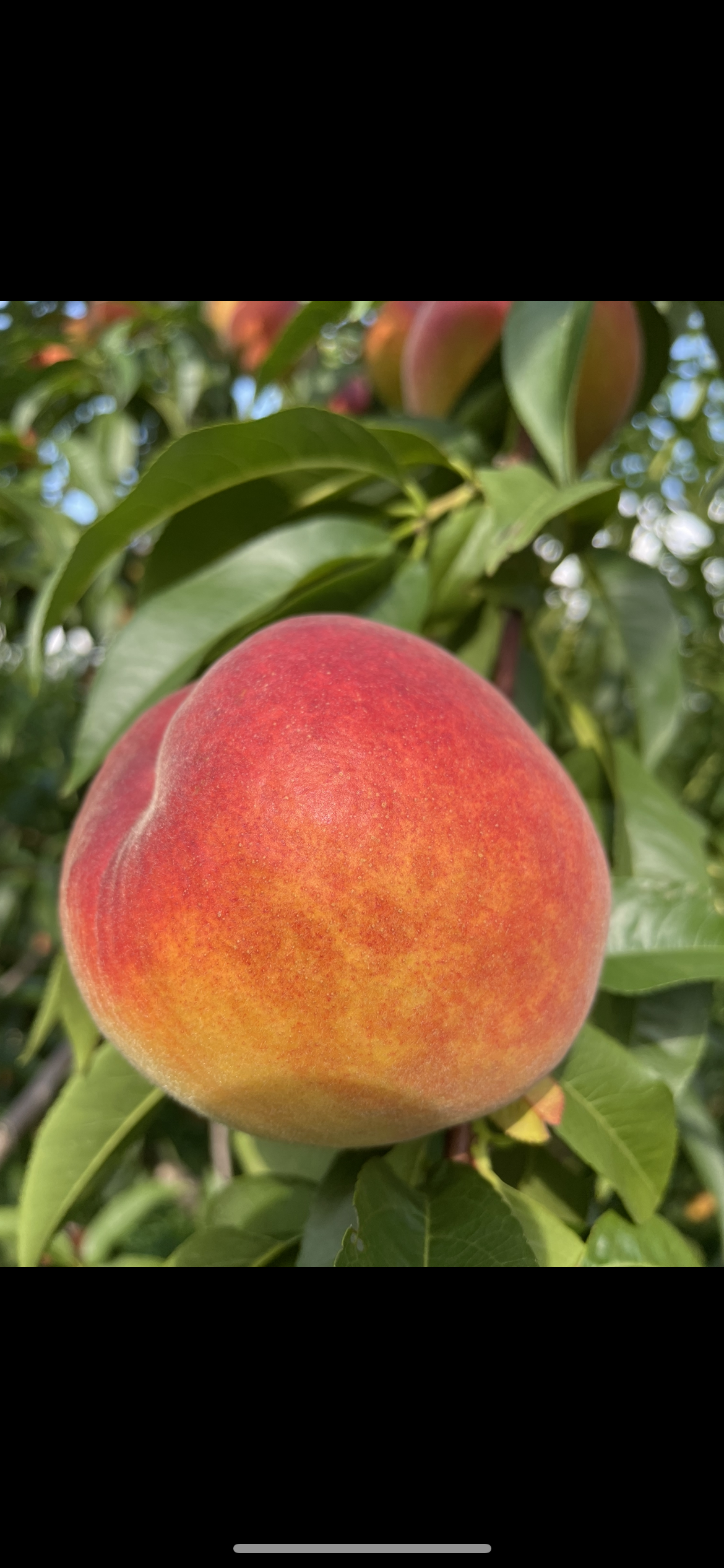 ネクタリンの産直通販・お取り寄せ商品｜ポケットマルシェ｜産地直送で