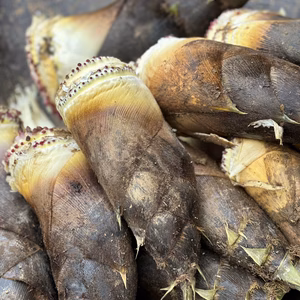 愛媛県産朝堀りタケノコキャベツ新玉セット