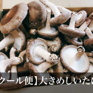 【クール便】歯ごたえ抜群！大きめしいたけ　銅賞受賞　湯布院産菌床生しいたけ