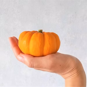 ハロウィン！【自然栽培・有機JAS認証】ジャックビーリトル パンプキン 5個～