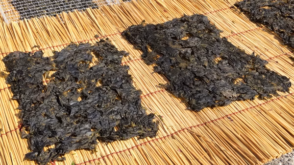 【新海苔】希少な天然はばのり2枚入り