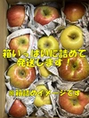 【品種おまかせ】規格外 訳あり キズりんご 箱満タンで発送します❗️信州りんご 