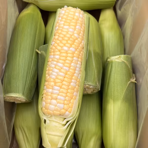 ６月限定！とっっても甘い！生でも食べれるトウモロコシ（訳あり）