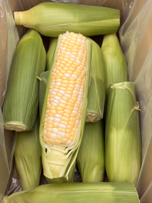 ６月限定！とっっても甘い！生でも食べれるトウモロコシ（訳あり）