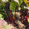 ♥︎平日発送【自然栽培】弥生のビーツ♥︎