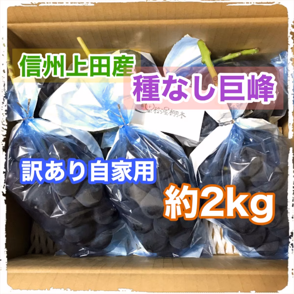 )9月中旬〜下旬お届け【 信州上田産種なし巨峰 】訳あり品 約2kg(5房前後)
