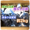 )9月中旬〜下旬お届け【 信州上田産種なし巨峰 】訳あり品 約2kg(5房前後)