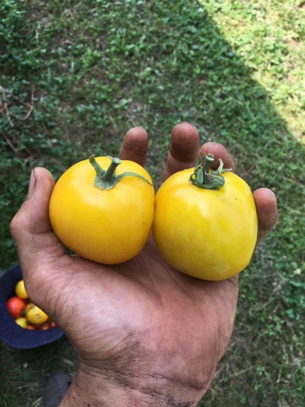 固定種トマト食べくらべ　種類おまかせ5品種セット