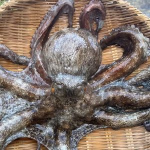 マダコ❗️ 厳寒の海が育む極上の味！風間浦産「石だこ」（マダコ）