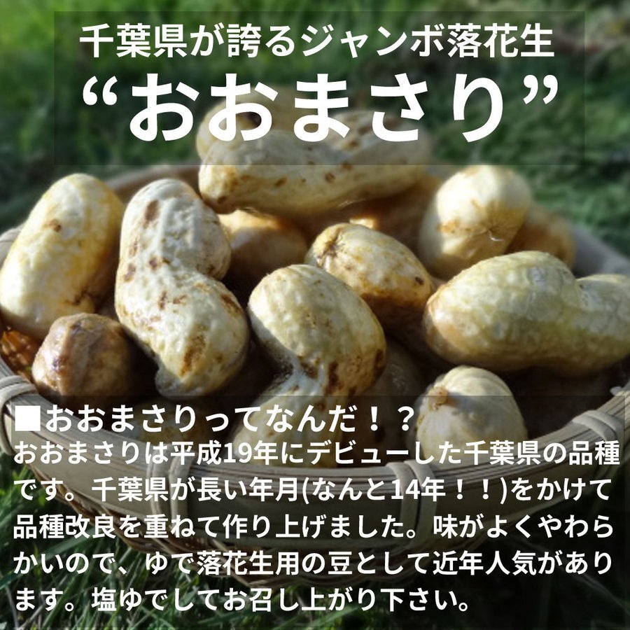 千葉県産おおまさり3kg 食べ応えバツグンのジャンボ落花生！甘くて大粒