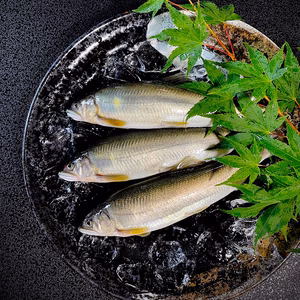 【夏季限定】生鮎・天然仕立て《こまち鮎》活〆　熨斗対応可