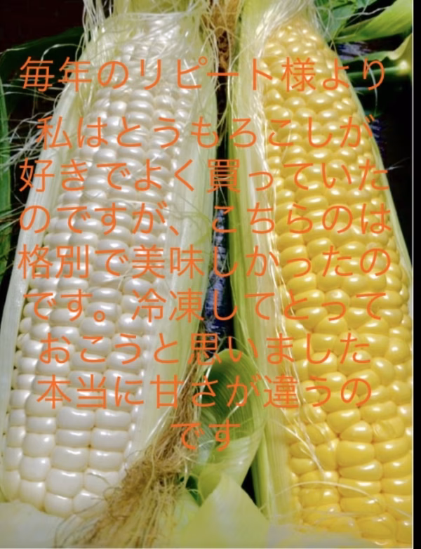 甘さ溢れるとうもろこし白3本黄色3本計6本