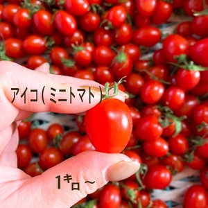 小粒なアイコ（ミニトマト）