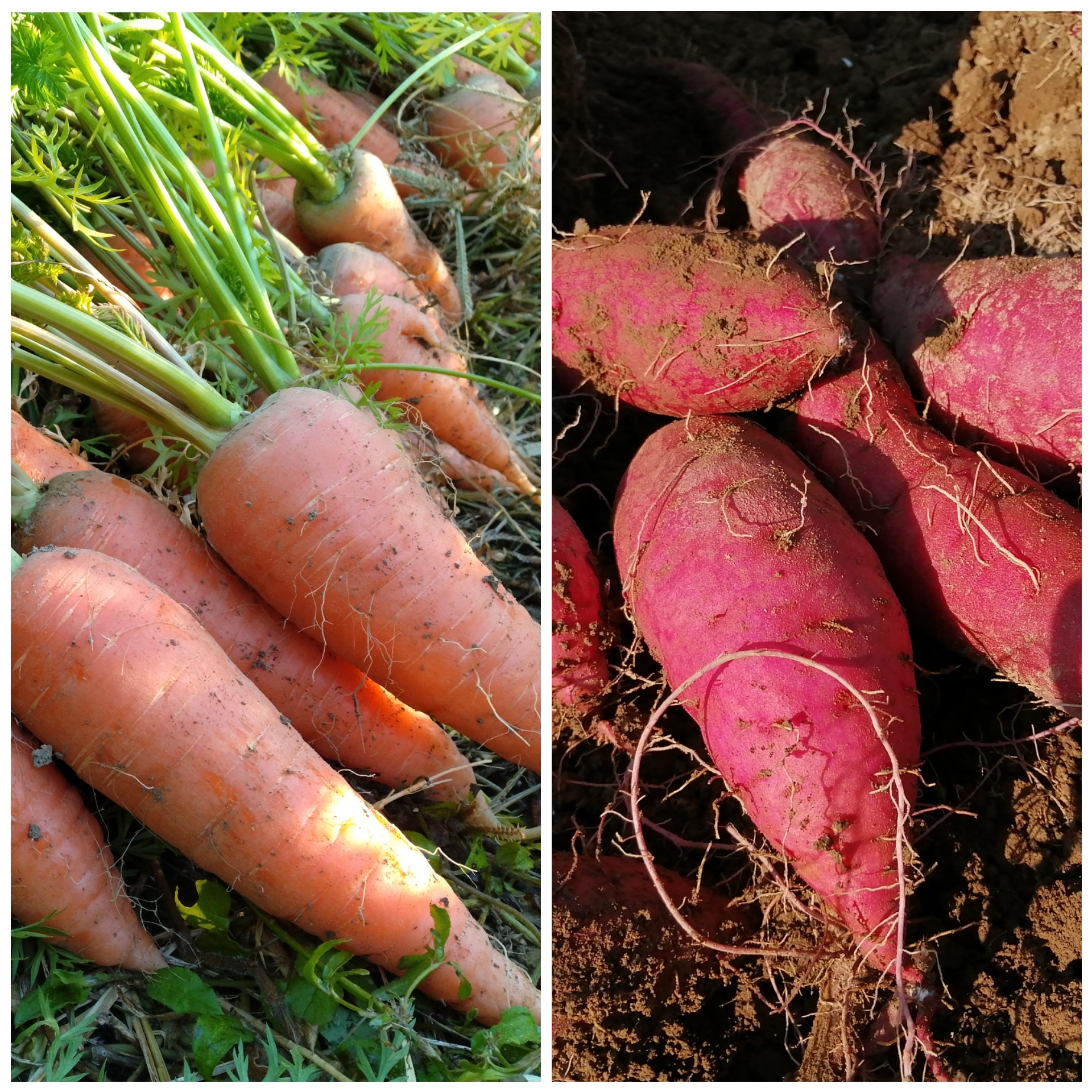 人参とさつまいものセット[農薬・化学肥料 不使用] 人参1kg さつまいも1kg