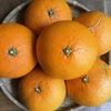 無添加 果汁100% 清見オレンジと甘夏のジュース「無垢」