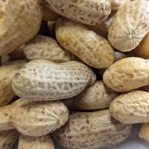 【9周年福袋】たぶん9％増加　落花生　“おおまさり”