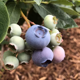 真下厚司 | うららかの丘