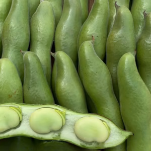 大粒で食べ応えあり✨3粒以上限定❗朝穫れ 「そら豆（さや付き）」4月下旬～