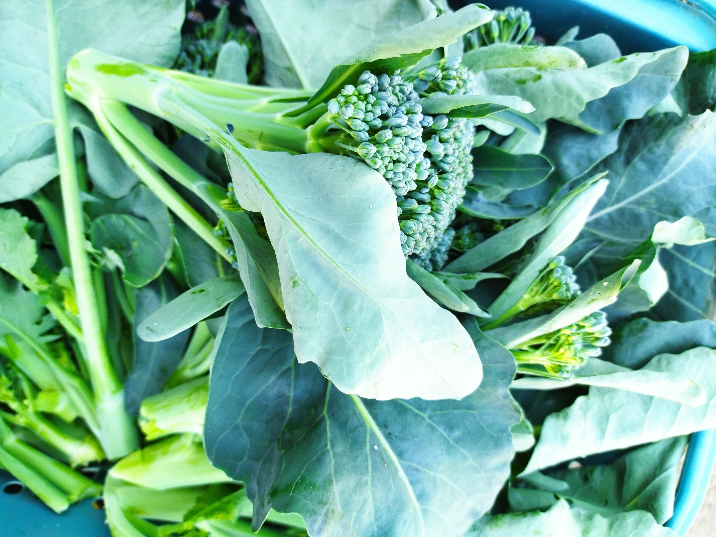 新鮮 旬野菜セット 菜の花（種先） 芽キャベツ 農薬不使用 - 野菜